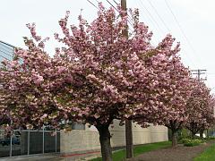 flowers09a (12)